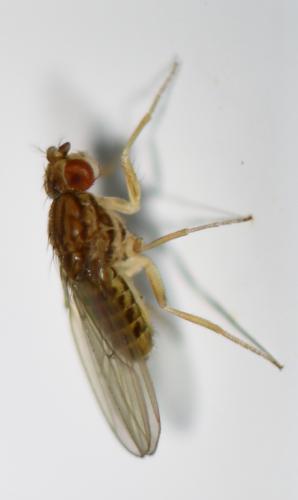 Drosophila busckii